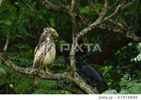 国の特別記念物カンムリワシの幼鳥 Crested serpent eagle 冠鷲 あやぱに 綾羽 国の特別記念物カンムリワシの幼鳥 Crested serpent eagle 冠鷲 あやぱに 綾羽 67958899