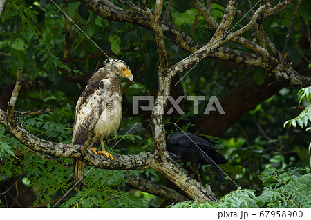 国の特別記念物カンムリワシの幼鳥　Crested serpent eagle　冠鷲　あやぱに　綾羽 67958900
