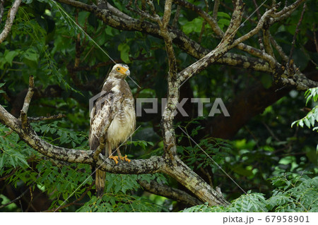 国の特別記念物カンムリワシの幼鳥 Crested serpent eagle 冠鷲 あやぱに 綾羽 国の特別記念物カンムリワシの幼鳥 Crested serpent eagle 冠鷲 あやぱに 綾羽 67958901