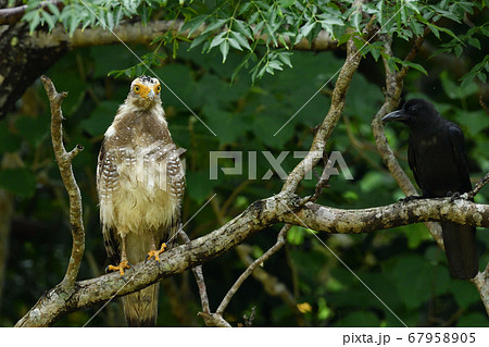 国の特別記念物カンムリワシの幼鳥　Crested serpent eagle　冠鷲　あやぱに　綾羽 67958905