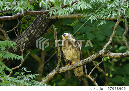 国の特別記念物カンムリワシの幼鳥　Crested serpent eagle　冠鷲　あやぱに　綾羽 67958906