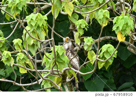 国の特別記念物カンムリワシの幼鳥 Crested serpent eagle 冠鷲 あやぱに 綾羽 国の特別記念物カンムリワシの幼鳥 Crested serpent eagle 冠鷲 あやぱに 綾羽 67958910