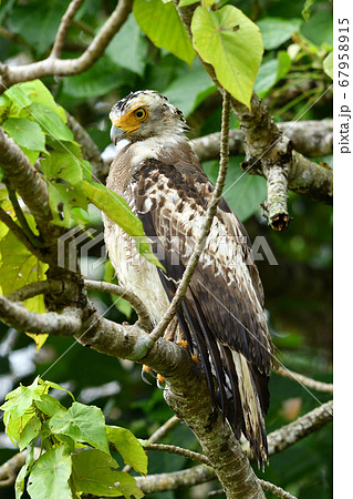 国の特別記念物カンムリワシの幼鳥 Crested serpent eagle 冠鷲 あやぱに 綾羽 国の特別記念物カンムリワシの幼鳥 Crested serpent eagle 冠鷲 あやぱに 綾羽 67958915