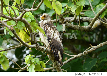 国の特別記念物カンムリワシの幼鳥 Crested serpent eagle 冠鷲 あやぱに 綾羽 国の特別記念物カンムリワシの幼鳥 Crested serpent eagle 冠鷲 あやぱに 綾羽 67958916