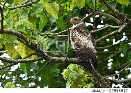 国の特別記念物カンムリワシの幼鳥 Crested serpent eagle 冠鷲 あやぱに 綾羽 国の特別記念物カンムリワシの幼鳥 Crested serpent eagle 冠鷲 あやぱに 綾羽 67958917