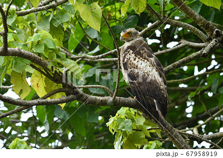 国の特別記念物カンムリワシの幼鳥 Crested serpent eagle 冠鷲 あやぱに 綾羽 国の特別記念物カンムリワシの幼鳥 Crested serpent eagle 冠鷲 あやぱに 綾羽 67958919