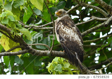 国の特別記念物カンムリワシの幼鳥 Crested serpent eagle 冠鷲 あやぱに 綾羽 国の特別記念物カンムリワシの幼鳥 Crested serpent eagle 冠鷲 あやぱに 綾羽 67958920