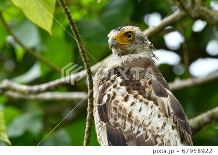 国の特別記念物カンムリワシの幼鳥 Crested serpent eagle 冠鷲 あやぱに 綾羽 国の特別記念物カンムリワシの幼鳥 Crested serpent eagle 冠鷲 あやぱに 綾羽 67958922