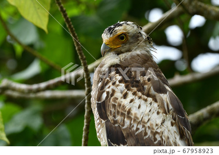 国の特別記念物カンムリワシの幼鳥 Crested serpent eagle 冠鷲 あやぱに 綾羽 国の特別記念物カンムリワシの幼鳥 Crested serpent eagle 冠鷲 あやぱに 綾羽 67958923