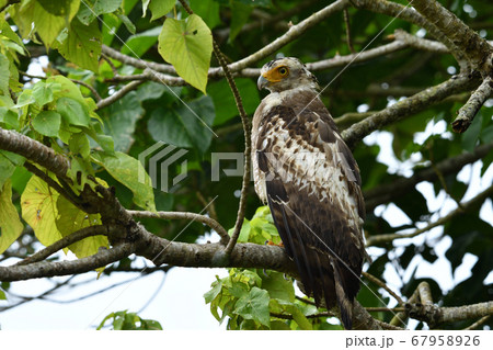 国の特別記念物カンムリワシの幼鳥　Crested serpent eagle　冠鷲　あやぱに　綾羽 67958926
