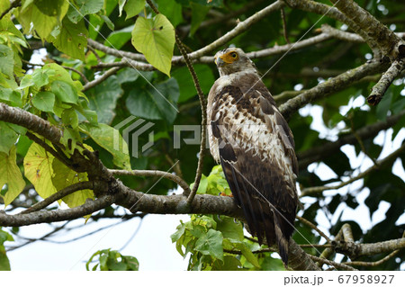 国の特別記念物カンムリワシの幼鳥　Crested serpent eagle　冠鷲　あやぱに　綾羽 67958927