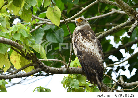 国の特別記念物カンムリワシの幼鳥 Crested serpent eagle 冠鷲 あやぱに 綾羽 国の特別記念物カンムリワシの幼鳥 Crested serpent eagle 冠鷲 あやぱに 綾羽 67958928