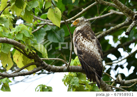 国の特別記念物カンムリワシの幼鳥 Crested serpent eagle 冠鷲 あやぱに 綾羽 国の特別記念物カンムリワシの幼鳥 Crested serpent eagle 冠鷲 あやぱに 綾羽 67958931