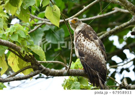 国の特別記念物カンムリワシの幼鳥　Crested serpent eagle　冠鷲　あやぱに　綾羽 67958933