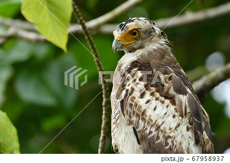 国の特別記念物カンムリワシの幼鳥　Crested serpent eagle　冠鷲　あやぱに　綾羽 67958937