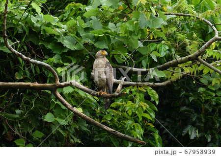 国の特別記念物カンムリワシの幼鳥　Crested serpent eagle　冠鷲　あやぱに　綾羽 67958939