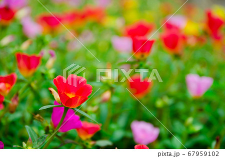 colorful of Verdolaga flowers 67959102