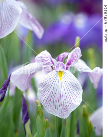 ハナショウブ 67959314