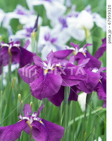 ハナショウブ 67959320