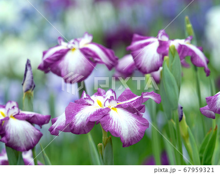 ハナショウブ 67959321