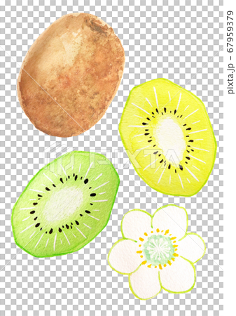 キウイ 67959379