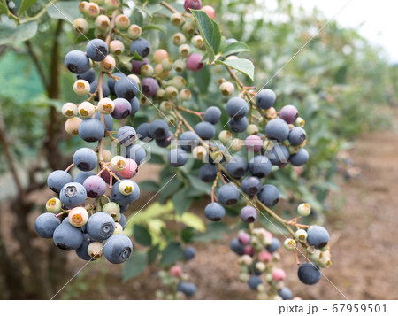 ブルーベリー畑 67959501