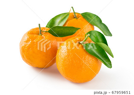 紀州産完熟ポンカン 67959651