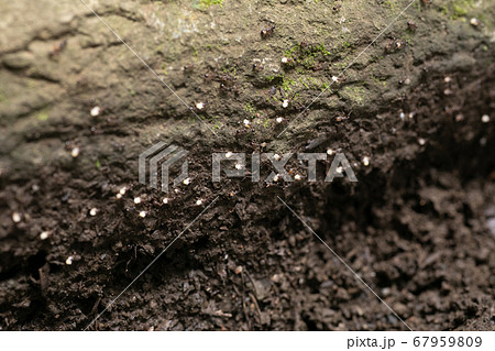 アリの引っ越し　アリの行列 67959809