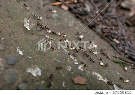 アリの引っ越し　アリの行列 67959816