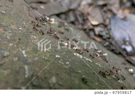 アリの引っ越し　アリの行列 67959817