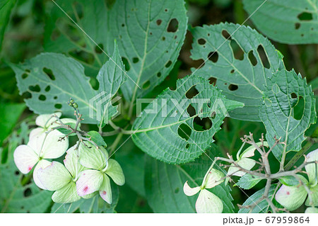 虫食い アジサイの葉の写真素材