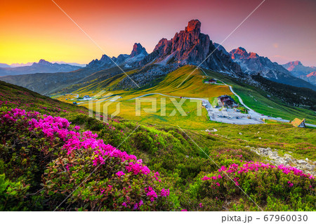 Mountain pass with flowery fields on the hills, Dolomites, Italy Mountain pass with flowery fields on the hills, Dolomites, Italy 67960030