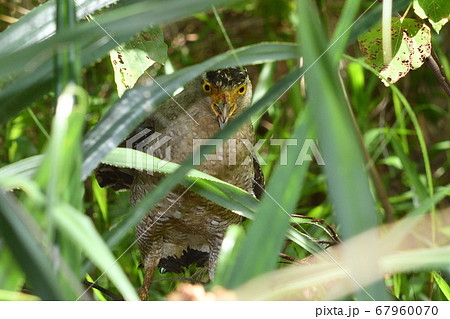 国の特別天然記念物カンムリワシ　Crested serpent eagle　冠鷲　 67960070