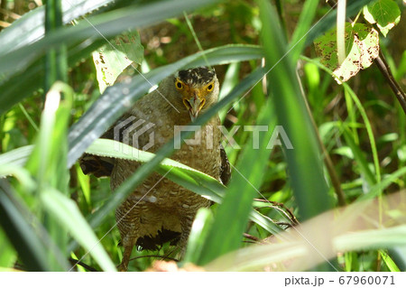 国の特別天然記念物カンムリワシ　Crested serpent eagle　冠鷲　 67960071