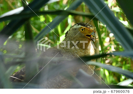 国の特別天然記念物カンムリワシ Crested serpent eagle 冠鷲 国の特別天然記念物カンムリワシ Crested serpent eagle 冠鷲 67960076