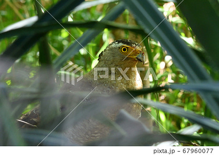国の特別天然記念物カンムリワシ　Crested serpent eagle　冠鷲　 67960077