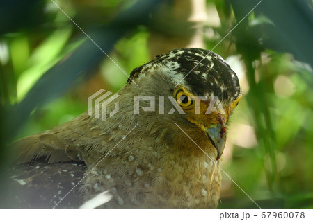 国の特別天然記念物カンムリワシ　Crested serpent eagle　冠鷲　 67960078