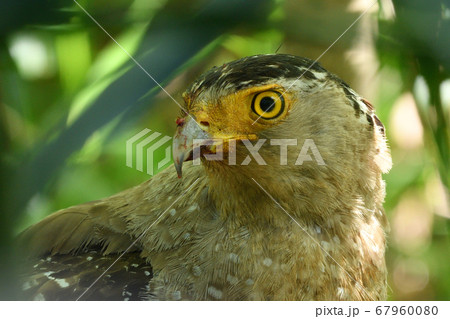 国の特別天然記念物カンムリワシ　Crested serpent eagle　冠鷲　 67960080