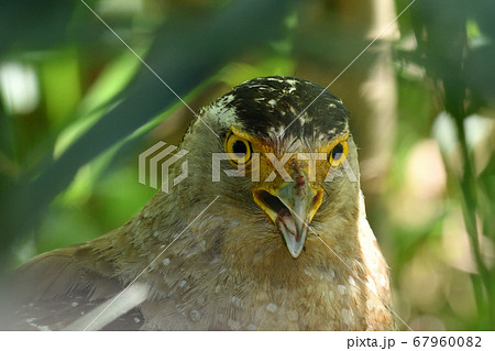 国の特別天然記念物カンムリワシ　Crested serpent eagle　冠鷲　 67960082