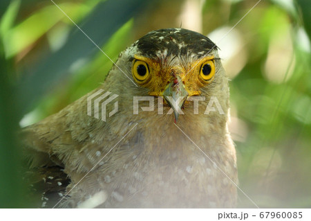 国の特別天然記念物カンムリワシ　Crested serpent eagle　冠鷲　 67960085