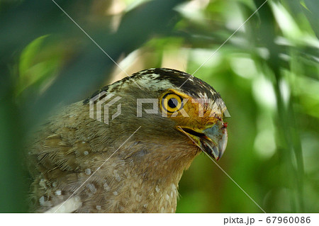 国の特別天然記念物カンムリワシ Crested serpent eagle 冠鷲 国の特別天然記念物カンムリワシ Crested serpent eagle 冠鷲 67960086