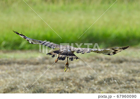 国の特別天然記念物カンムリワシ Crested serpent eagle 冠鷲 国の特別天然記念物カンムリワシ Crested serpent eagle 冠鷲 67960090