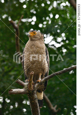 国の特別天然記念物カンムリワシ Crested serpent eagle 冠鷲 国の特別天然記念物カンムリワシ Crested serpent eagle 冠鷲 67960093