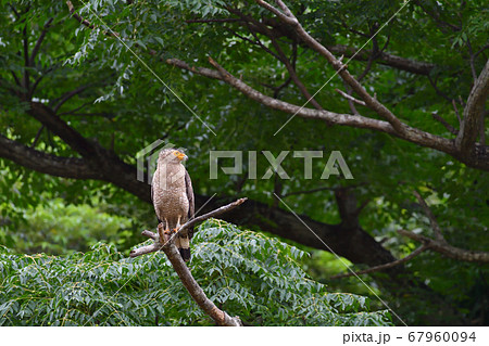 国の特別天然記念物カンムリワシ　Crested serpent eagle　冠鷲　 67960094