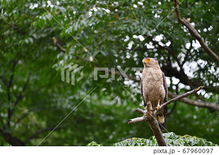 国の特別天然記念物カンムリワシ　Crested serpent eagle　冠鷲　 67960097