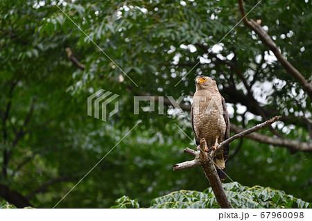 国の特別天然記念物カンムリワシ　Crested serpent eagle　冠鷲　 67960098