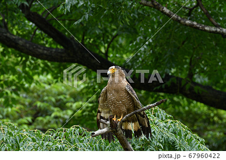 羽を乾かす国の特別天然記念物カンムリワシ　Crested serpent eagle　冠鷲　濡れる　 67960422
