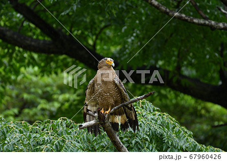 羽を乾かす国の特別天然記念物カンムリワシ Crested serpent eagle 冠鷲 濡れる 羽を乾かす国の特別天然記念物カンムリワシ Crested serpent eagle 冠鷲 濡れる 67960426