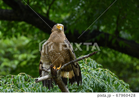 羽を乾かす国の特別天然記念物カンムリワシ　Crested serpent eagle　冠鷲　濡れる　 67960428