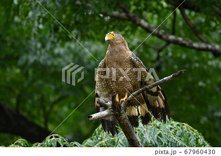羽を乾かす国の特別天然記念物カンムリワシ Crested serpent eagle 冠鷲 濡れる 羽を乾かす国の特別天然記念物カンムリワシ Crested serpent eagle 冠鷲 濡れる 67960430